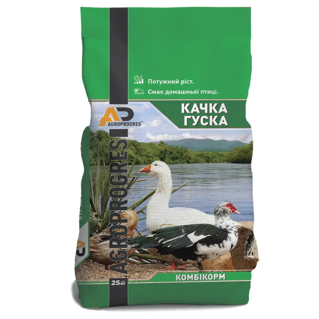 Geese feed